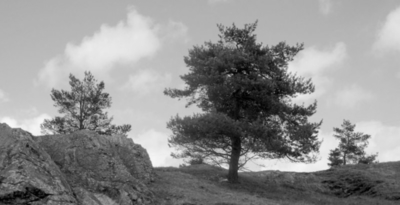 Černobílá příroda