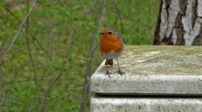 Pták roku z Doks (červenka)