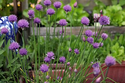 chives-4216960_1280.jpg