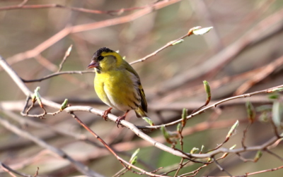 Jaro v lese - čížek lesní