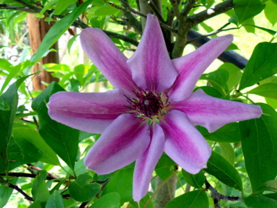 clematis