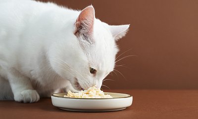 close-up-adorable-pet-eating.jpg