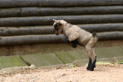 Co koukáte, ...je to moje první HOP.