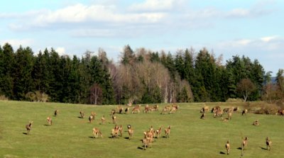 Daňčí stádo v oboře