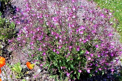 03. dianthus-deltoides-l.-hvozdík-kropenatý