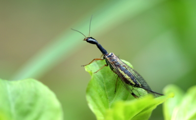 Dnešní úlovek  - dlouhošíjka znamenaná