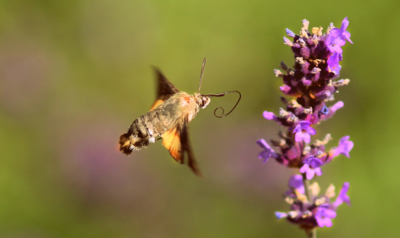 Útok na levanduli...