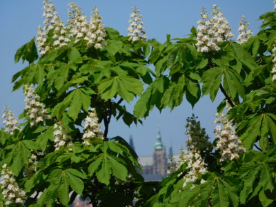 Přírodní rámeček