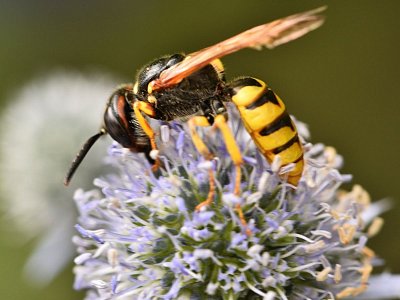 Květolib včelí
