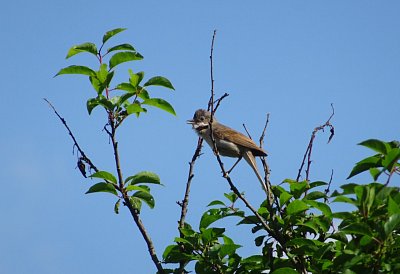 dsc03242-penice-hnedokridla-na-kraji-sidlite-1.jpg
