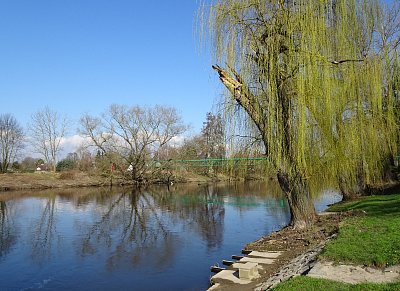 dsc06013-vrba-nad-rekou.jpg