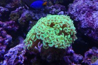 korálové moře
