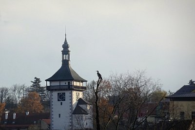 dsc07193kormoran-s-hlaskou.jpg