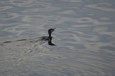 dsc07209kormoran-s-rybou.jpg