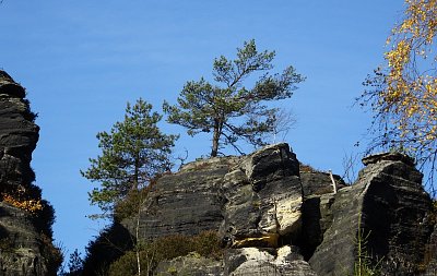 dsc07787-stromy-na-skalach.jpg