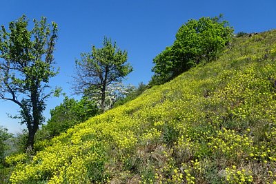 dsc09468-zluty-brnik.jpg