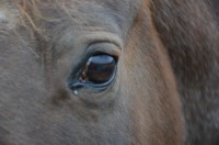 oko koně