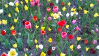 Poděbradské tulipány