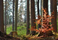 Příroda je nejlepší lékař
aneb Moje májové toulání