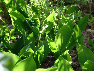 dscf3774.jpg