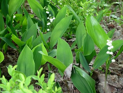 dscf3775.jpg