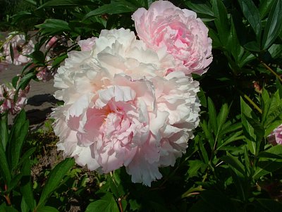 dscf3784.jpg