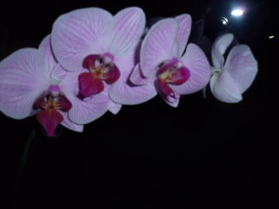 orchidej - loňské květy