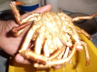 Krab: