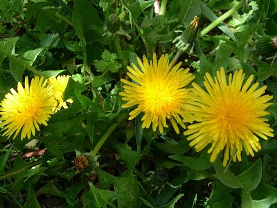 dscf5256.jpg
