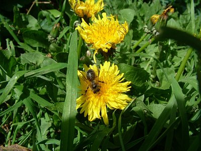 dscf5267.jpg