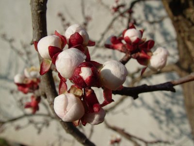 dscf6548.jpg