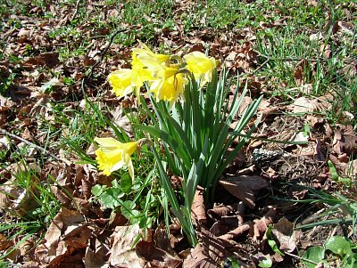 dscf6595-1.jpg