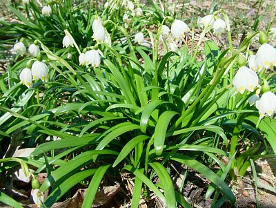 dscf6607.jpg