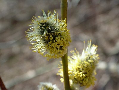 dscf6637.jpg