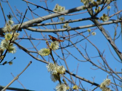 dscf6656.jpg