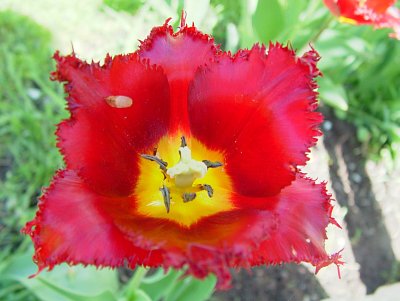 dscf7171-1.jpg
