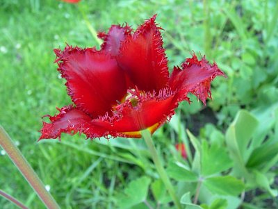 dscf7194.jpg