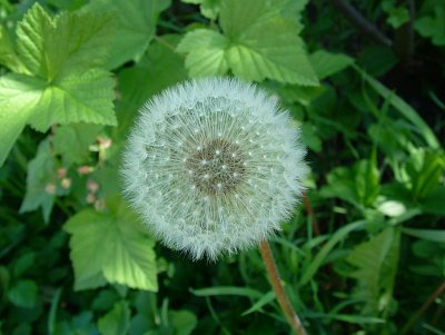 dscf7229.jpg