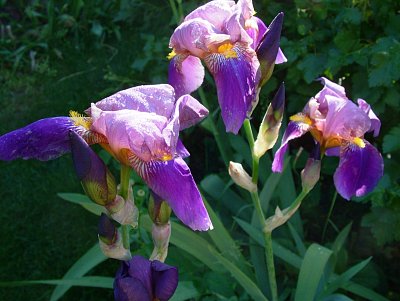dscf7698.jpg