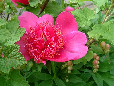 dscf7775-1.jpg