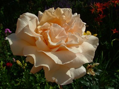 dscf7823.jpg