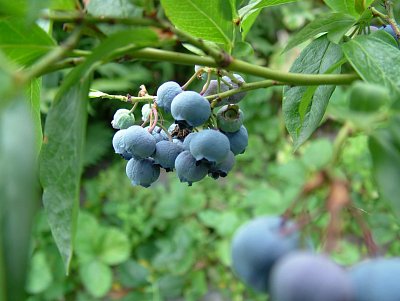 dscf7881.jpg
