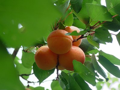 dscf8005.jpg