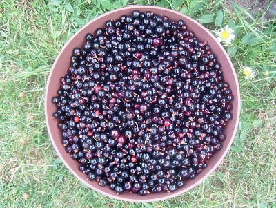 dscf8041.jpg