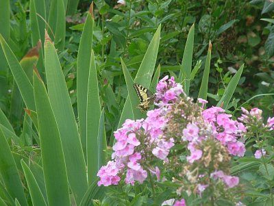 dscf8107.jpg