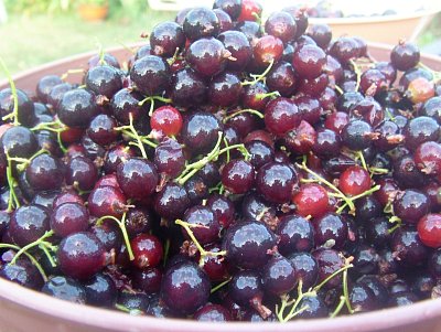 dscf8114.jpg