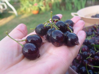 dscf8117-3.jpg