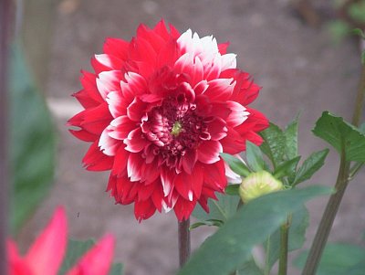 dscf8173.jpg