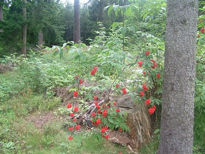 dscf8249-1.jpg