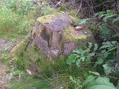 dscf8267-4.jpg